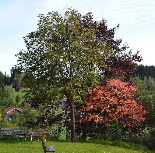 Der Baeume Drachselsried